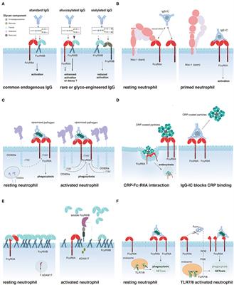 Expression, Role, and Regulation of Neutrophil Fcγ Receptors